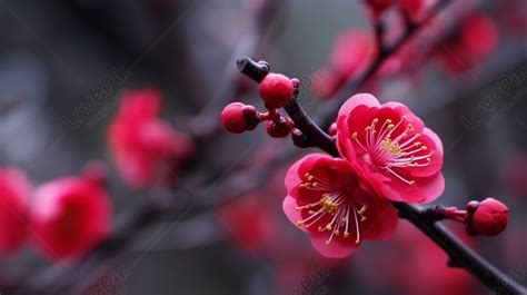 中銀花紅|獨家：中銀花紅詳情